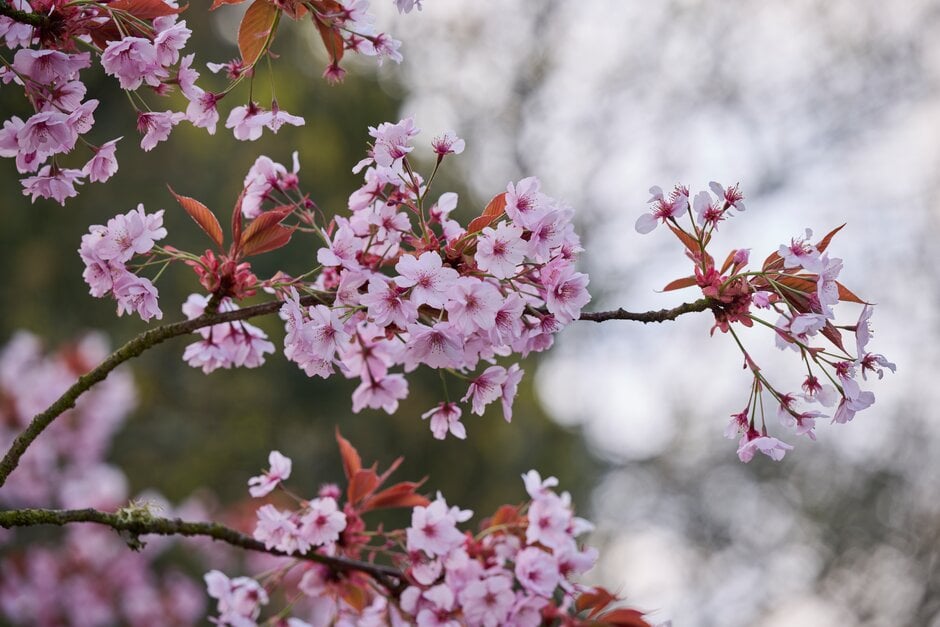 cherry 'Praecox'